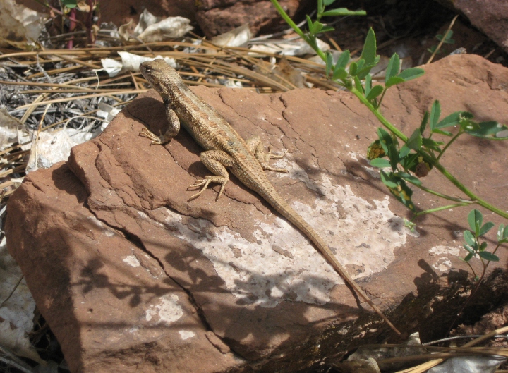 Sagebrush Lizard